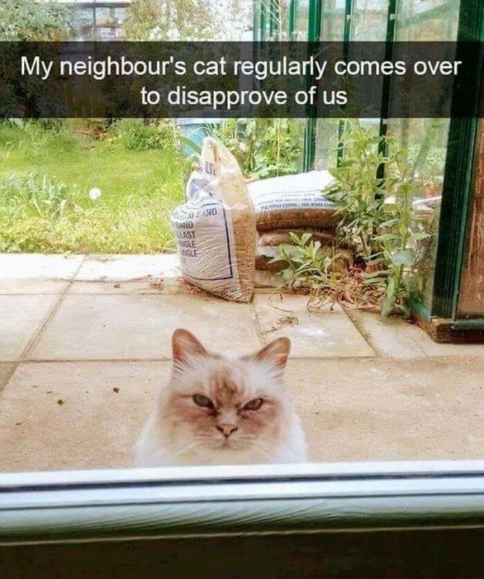 A cat with a disapproving expression looks through a window in a funny meme from funniest memes collection.