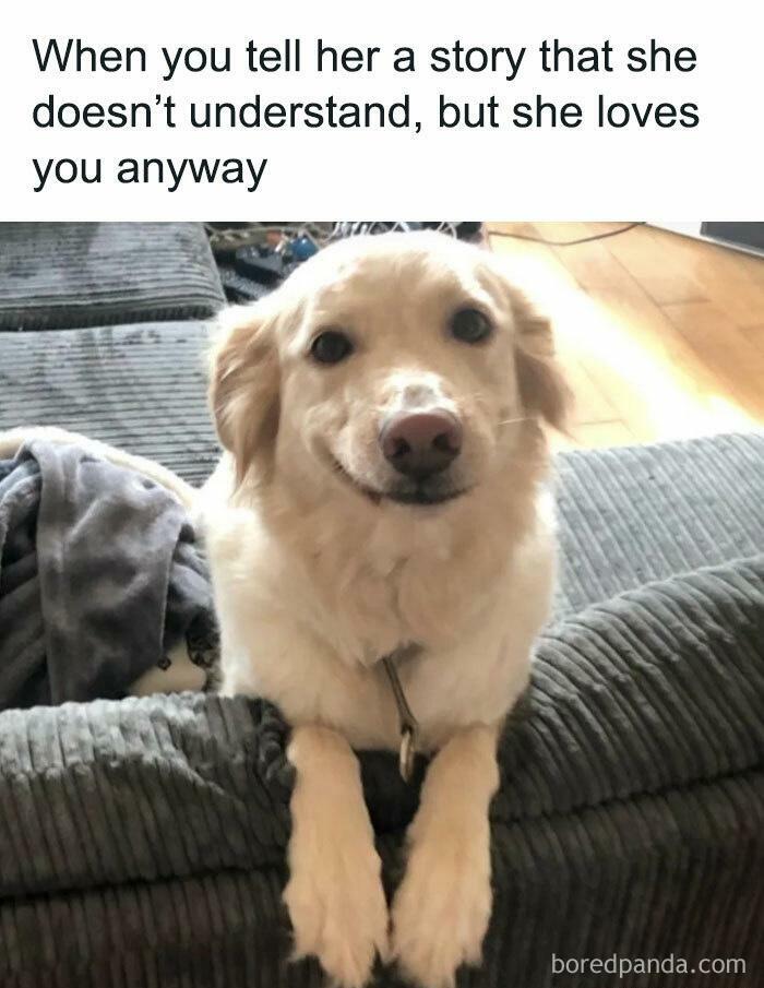 Smiling dog resting paws on couch with caption about love and not understanding, a relatable funny meme for funniest memes.