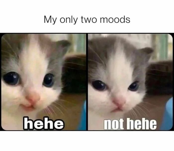 Cute kitten showing two moods, one happy and one serious, perfect for funniest memes to brighten your day.