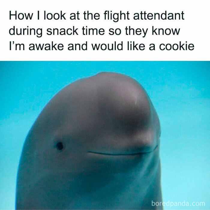 A close-up of a dolphin with a humorous caption, part of funniest memes collection to brighten your day.