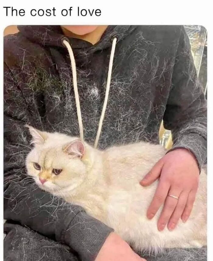 Person wearing a dark hoodie covered in cat fur while holding a light-colored cat showing the funniest memes about pet hair.