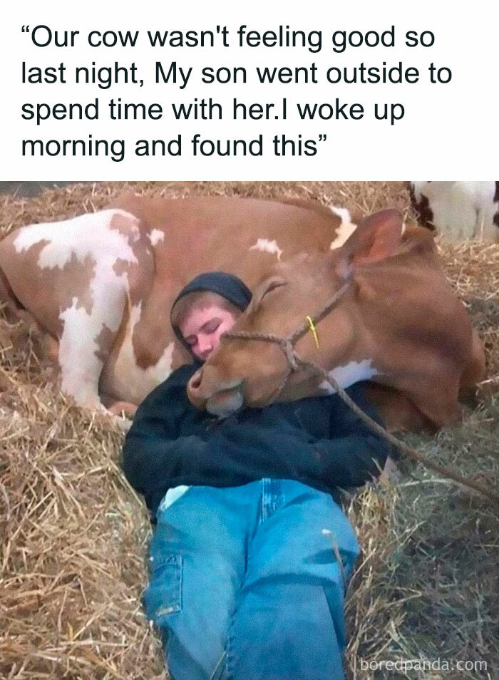 Boy sleeping next to a cow resting on hay, a funny and silly animal meme to help keep spirits up.