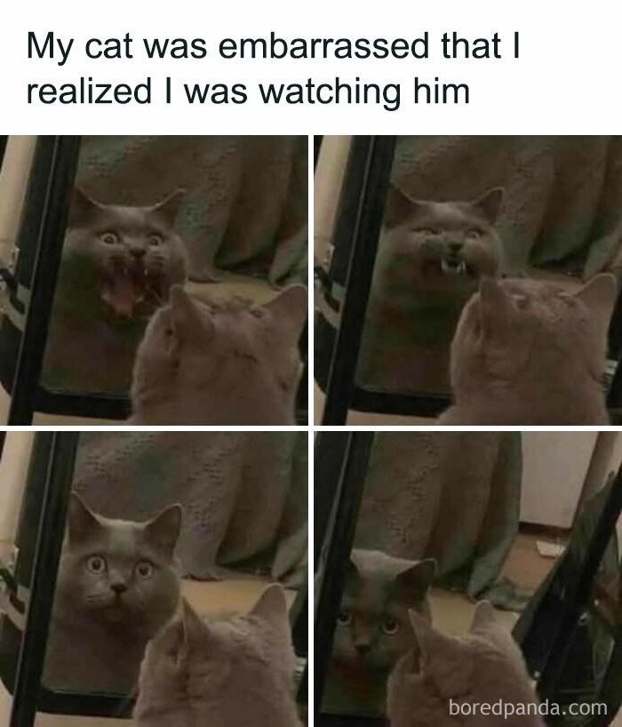 Gray cat making funny faces at its reflection in the mirror in a silly animal meme to keep spirits up.