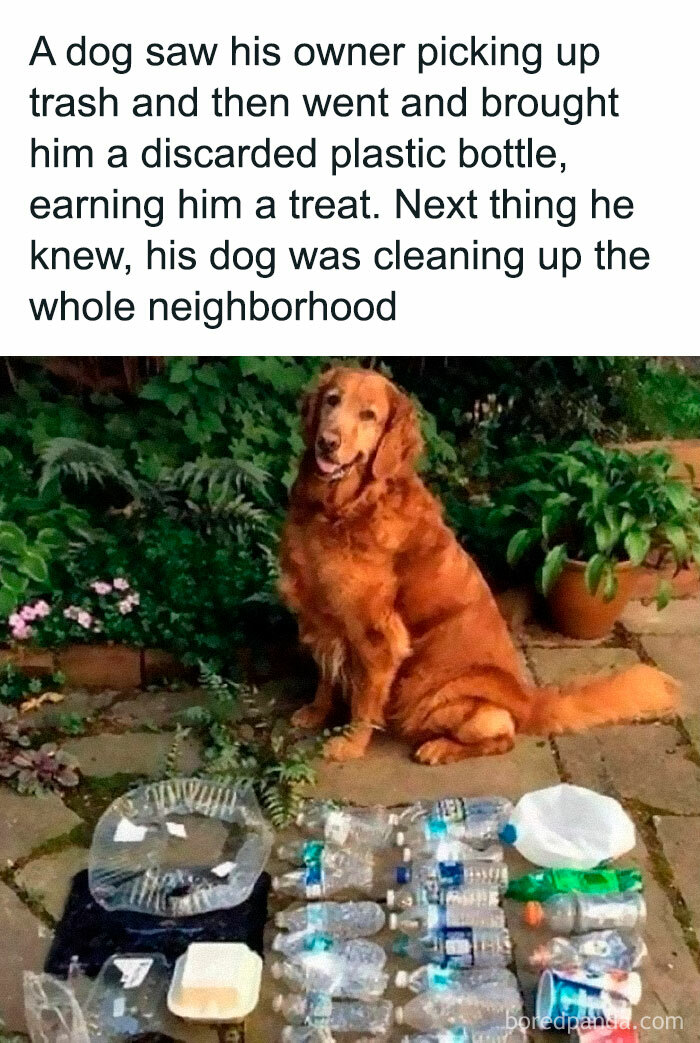 Dog sitting next to collected trash bottles and cans, illustrating funny and silly animal memes for keeping spirits up.