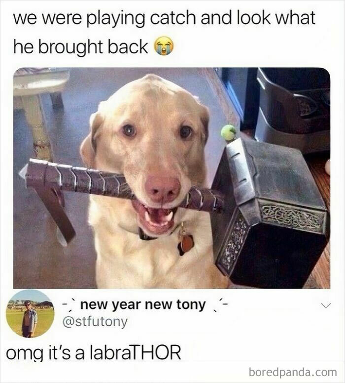 Happy dog holding Thor's hammer toy in its mouth, a funny and silly animal meme to lift your spirits.