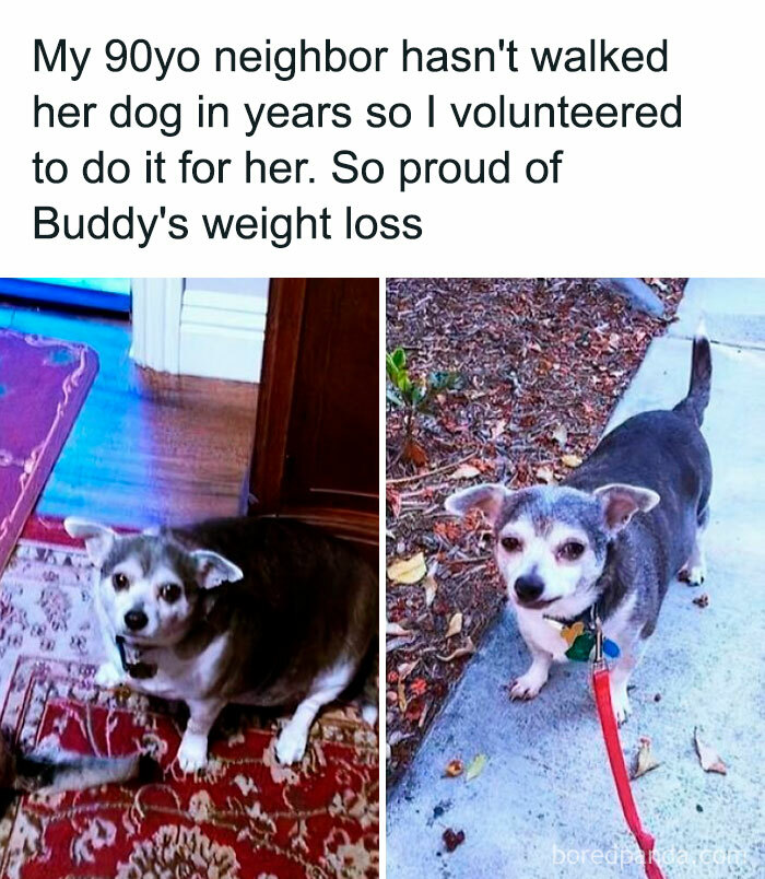 Before and after photos of a dog showing weight loss, featured in funny and silly animal memes to keep spirits up.