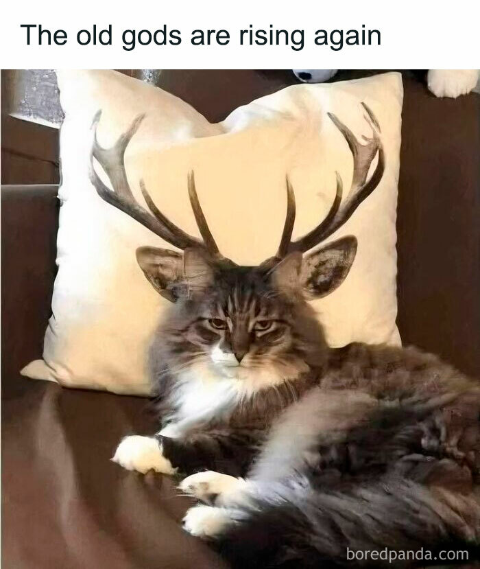 Cat lying in front of a pillow with antlers, creating a funny and silly animal meme to keep spirits up.