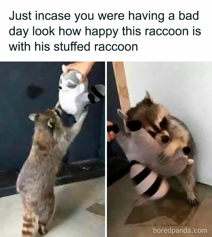 Raccoon happily hugging a stuffed raccoon toy in a funny and silly animal meme to brighten your spirits.