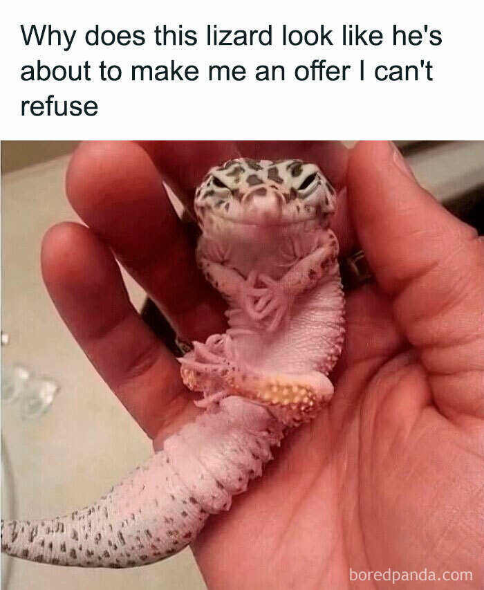 Lizard held in hand with folded arms, looking like making an offer in a funny and silly animal meme.