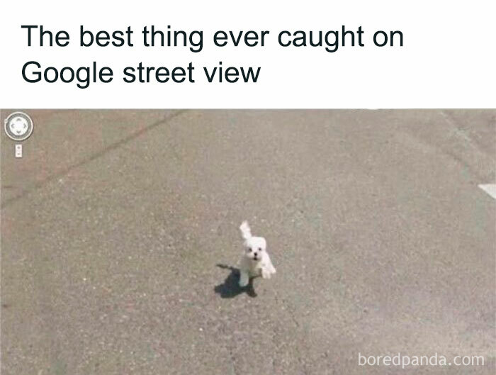 Small white dog running on pavement captured by Google Street View, showcasing adorable dog meme moment.