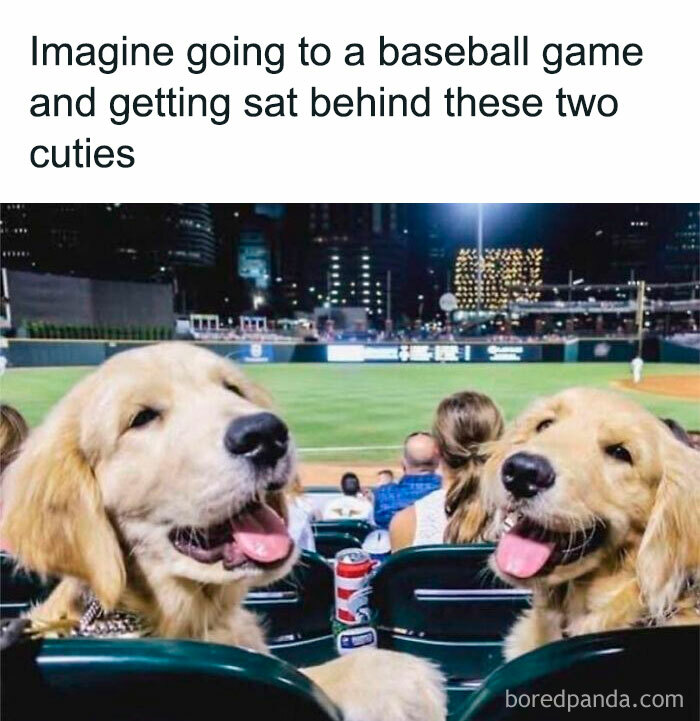 Two happy golden retriever dogs sitting at a baseball game, showcasing adorable dog memes to hug your pupper immediately.
