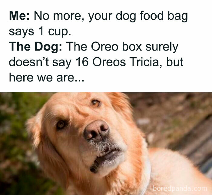 Golden retriever with a funny expression next to a dog meme about food portions and Oreos, perfect dog memes content.