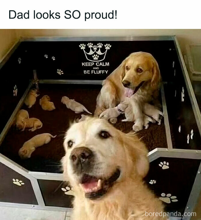 Golden retriever dad proud with mother dog and puppies in a pen, a perfect dog meme for pupper lovers.