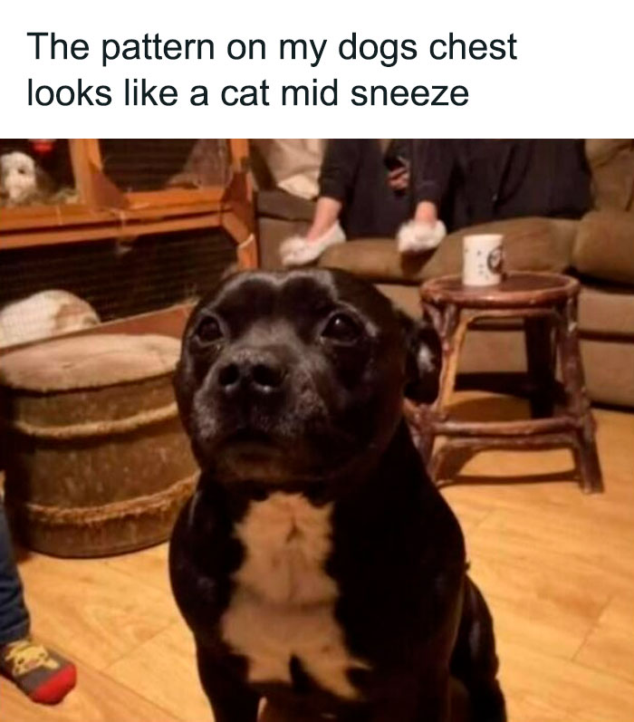Black dog with a unique chest pattern resembling a cat mid-sneeze, featured in funny dog memes collection.