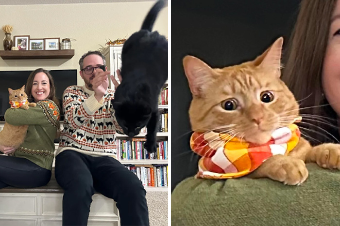 Two people sitting with an orange cat wearing a colorful scarf and a black cat jumping, showcasing orange cats' communal brain cell trait.