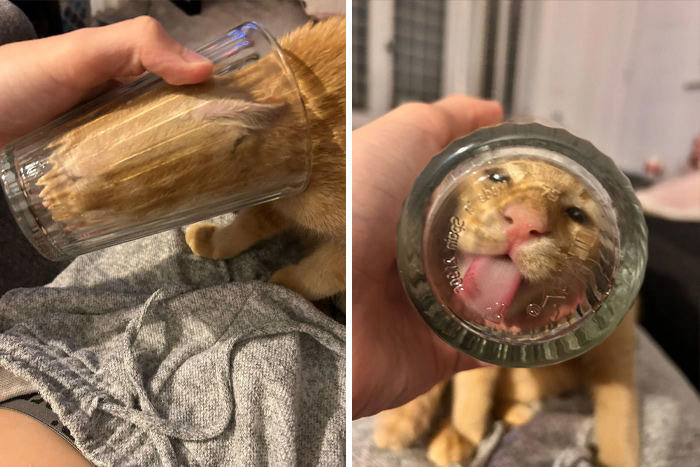 Orange cat with its paw inside a glass and face pressed against the bottom, showing playful and curious behavior.