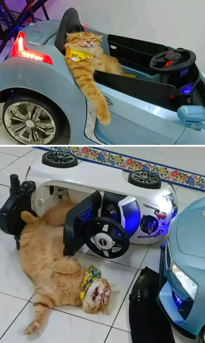 Orange cats lounging and sleeping inside and around toy cars, showcasing playful and relaxed feline behavior.