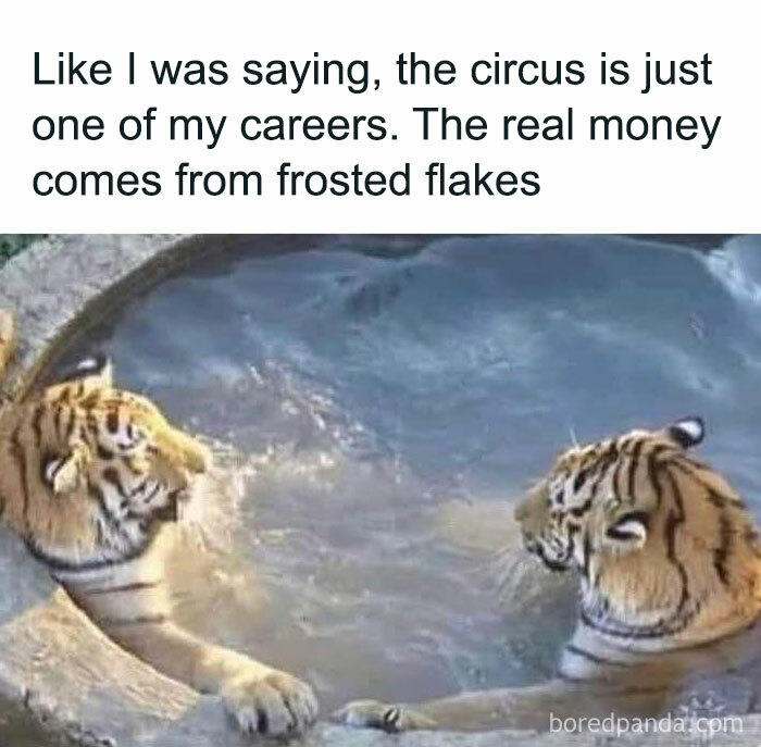 Two tigers playfully interacting in water with a funny caption, a humorous post from viral funny posts collection.