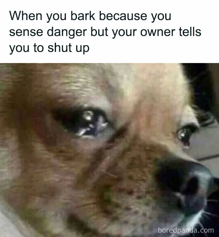 Sad dog close-up with caption about barking out of danger and owner telling it to be quiet, funny meme post