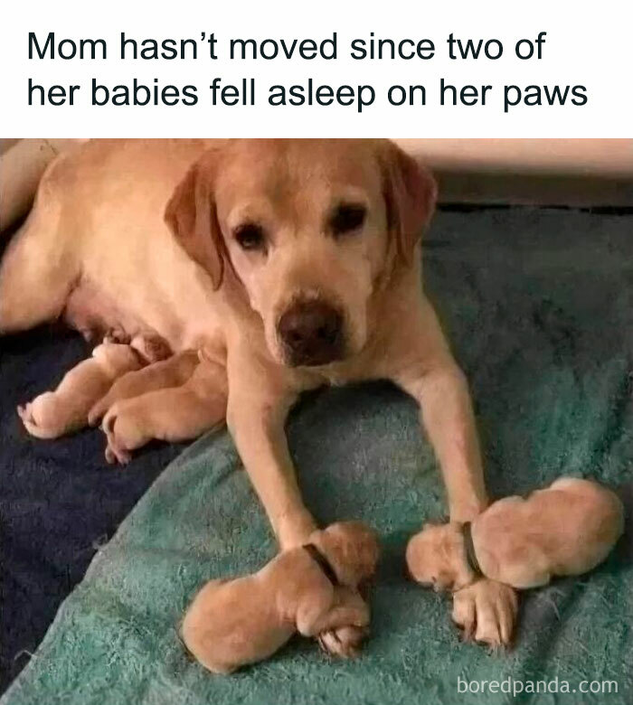 Mother dog lies still with two puppies asleep on her paws, a heartwarming serotonin boost from this IG page.