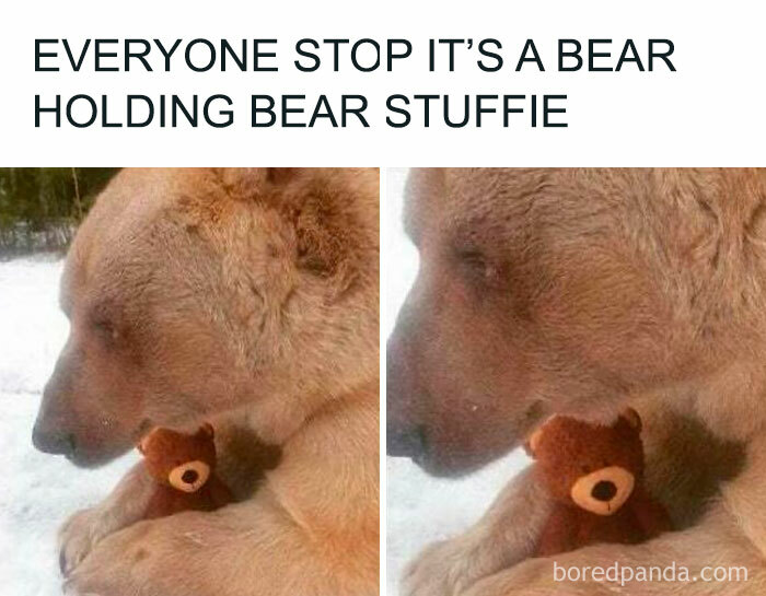 Bear holding a small stuffed bear toy outside in the snow, offering a daily serotonin boost from IG pics.