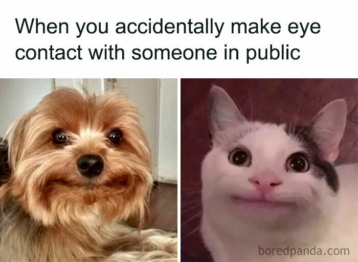 Funny introvert memes showing a dog and cat with awkward facial expressions after accidental eye contact in public.