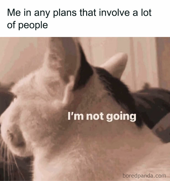 Cat facing away with text about avoiding social plans, illustrating memes that sum up everyday life as an introvert.