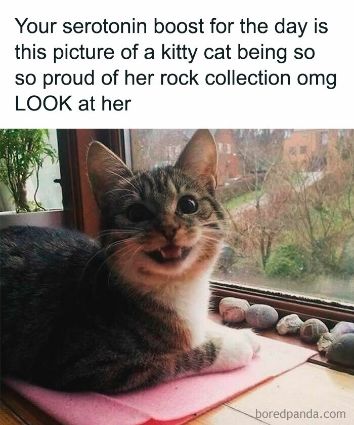 Happy cat lying by window with rock collection, a perfect laugh out loud meme about everyday life as an introvert.