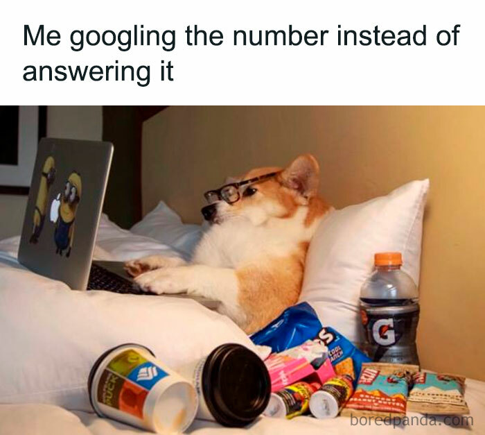 Corgi dog wearing glasses in bed using laptop surrounded by snacks, illustrating introvert life meme humor.