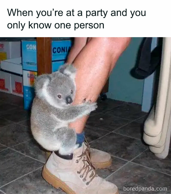 Koala clinging to a person's leg illustrating introvert feelings at a party in relatable everyday life introvert memes.