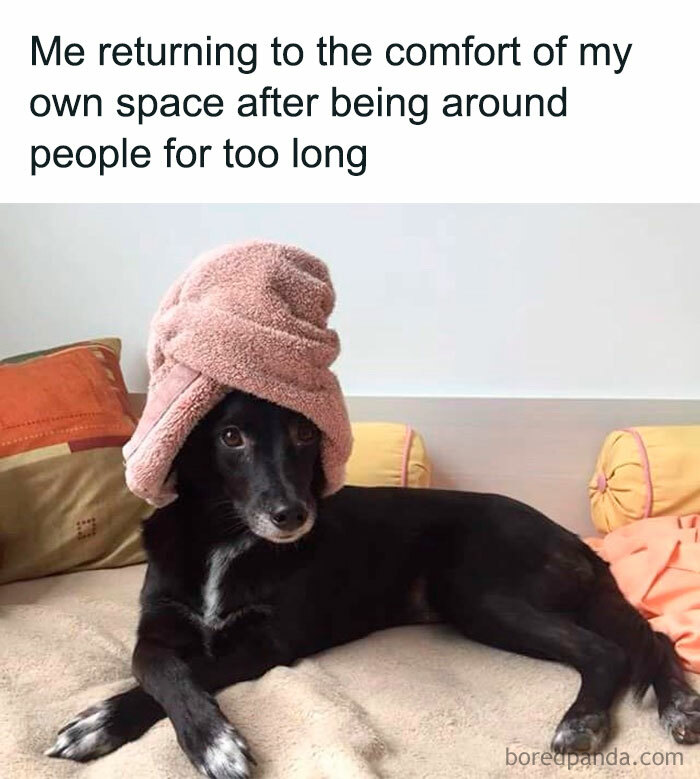 Black dog lying on bed with pink towel on head, illustrating introvert comfort and solitude after social time.