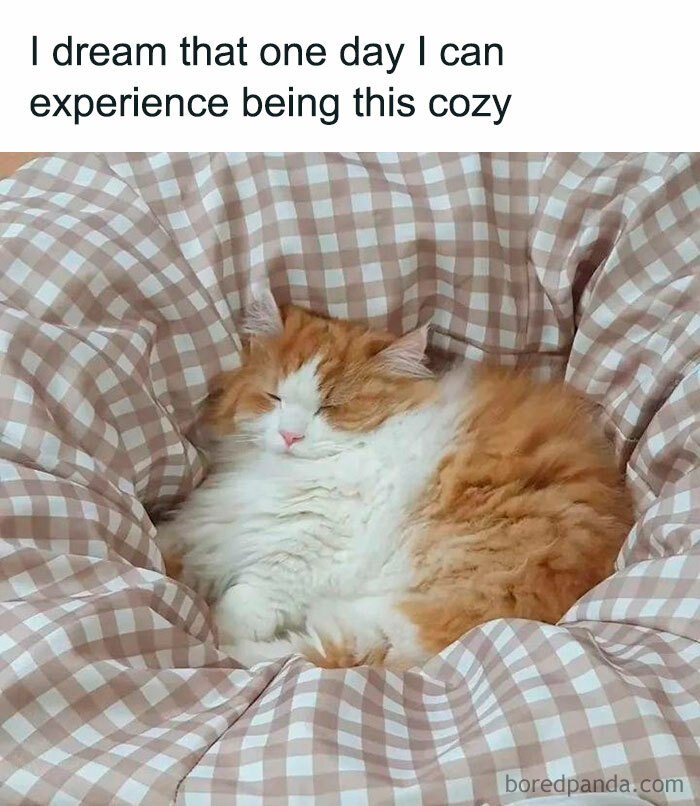 Fluffy orange and white cat sleeping cozily on a large checkered cushion, capturing introvert everyday life feelings.