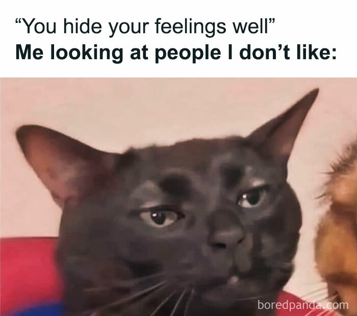 Black cat with a skeptical expression, representing introvert feelings in spot-on memes about everyday life as an introvert.