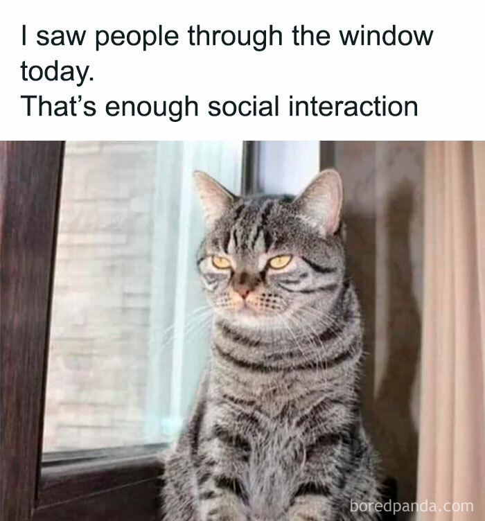 A grumpy tabby cat looking out a window, illustrating introvert life and minimal social interaction meme.