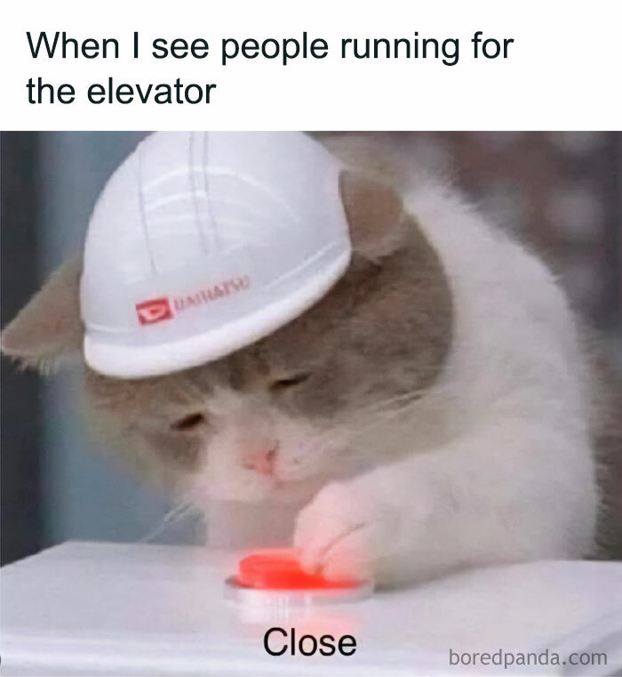 Cat wearing a construction helmet pressing a red button with caption about people running for the elevator meme, introvert life.