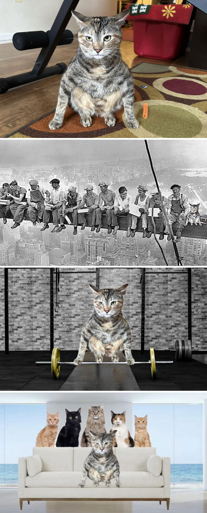Funny photoshopped cat images showing creative edits of a cat in various humorous and unexpected scenarios.