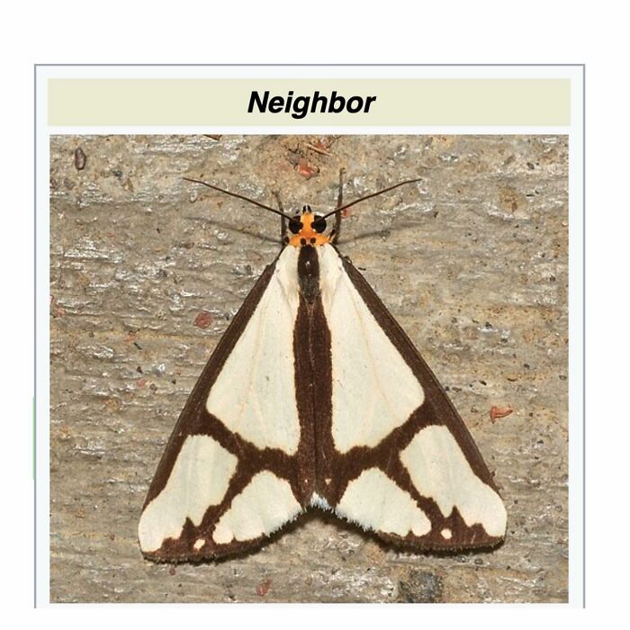 Moth resting on a textured surface illustrating a funny and interesting snippet from random Wikipedia articles.