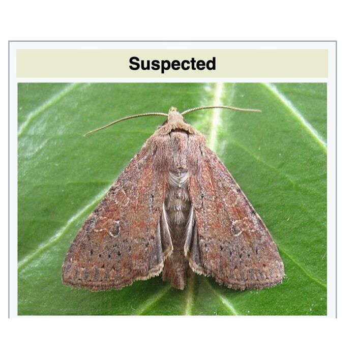 Close-up of a brown moth on a green leaf, featured in funny and interesting snippets from random Wikipedia articles.
