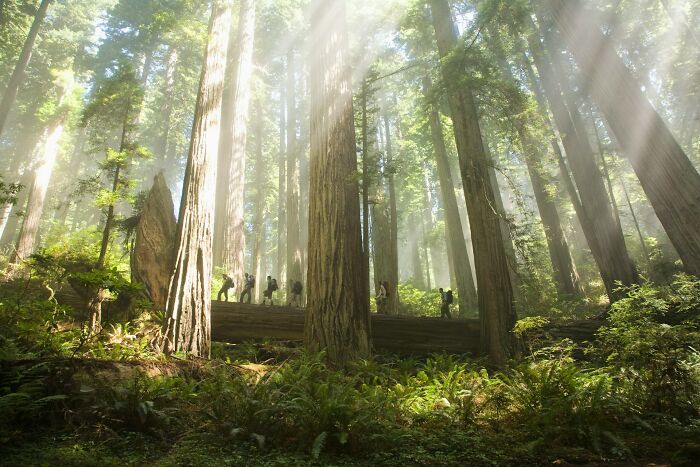 Hikers walking through a sunlit dense forest, symbolizing the mysteries people doubt they’ll ever solve.