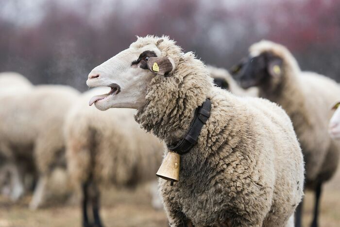 Sheep in a field with one in focus showing a bell, unrelated to doctors' shocking discoveries made during autopsies.