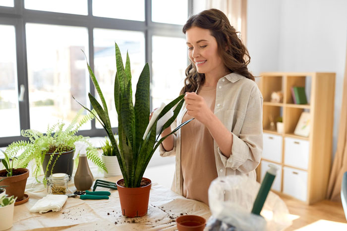 Woman preparing a plant for gifting to a male colleague in a bright, modern room with gardening tools on the table.