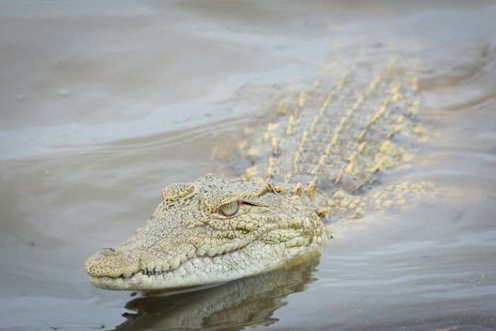 Close-up of a crocodile partially submerged in water, illustrating a visual paradox that confuses perception.