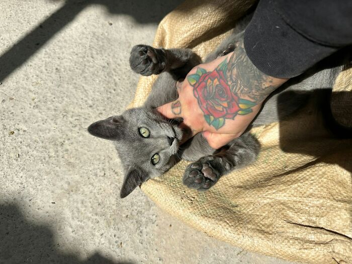 Tattooed hand playing with a gray kitten on a burlap sack, capturing a creepy and scary moment from truck drivers’ lives.