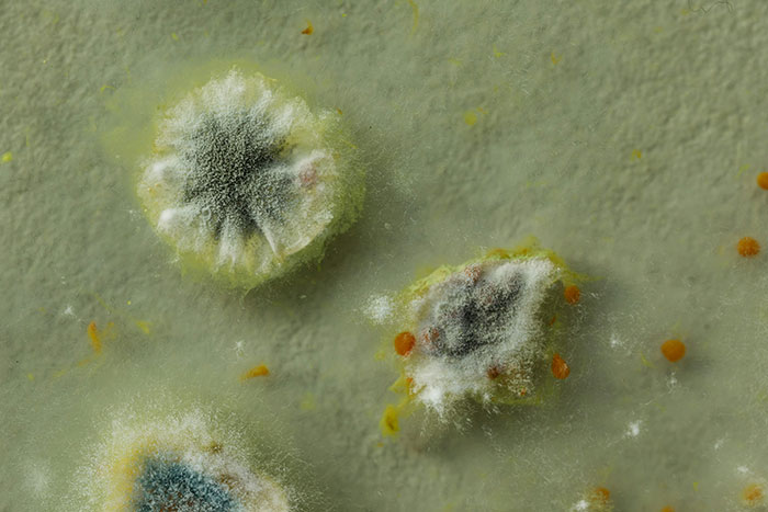 Close-up of mold colonies growing on a damp surface, illustrating challenges of living in tropical places with high humidity.