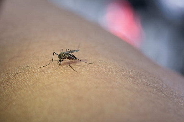 People From Tropical Countries Share The Reality Of Living There, Here Are The 40 Best Posts