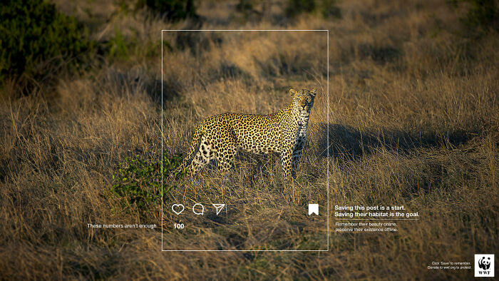 Leopard standing in dry grassland, featured in a powerful WWF ad promoting habitat preservation and wildlife protection.