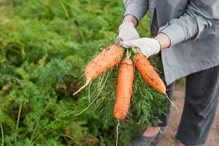 Person wearing gloves holding freshly harvested carrots in a garden, promoting health and wellness myths debunked concept.