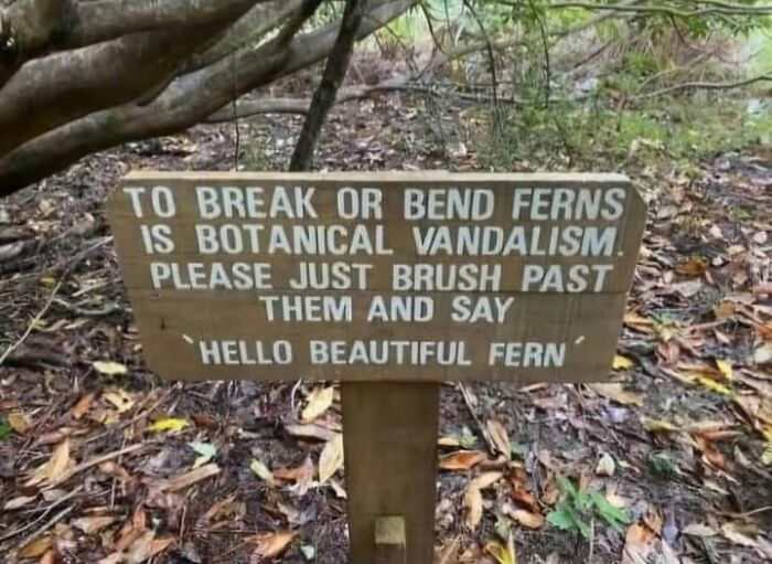 Wooden sign warning against breaking or bending ferns humorously, adding chaos with unusual botanical vandalism notice