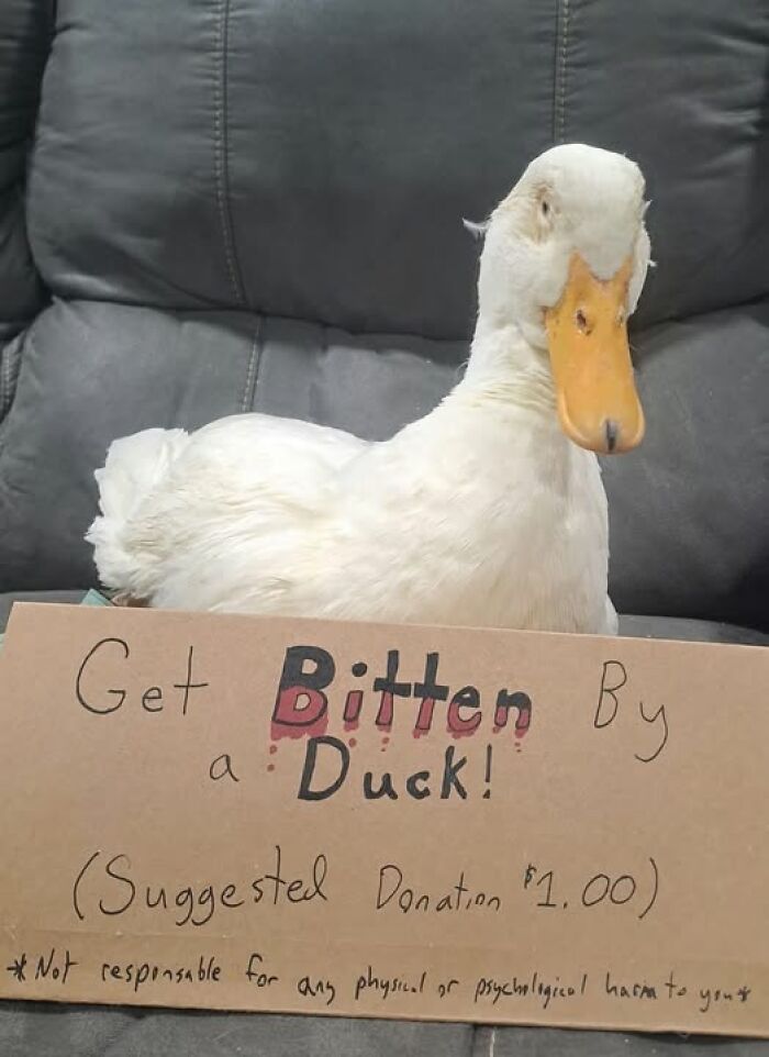 White duck sitting on a couch behind a humorous sign offering bites for a suggested donation, adding chaos with funny signs.
