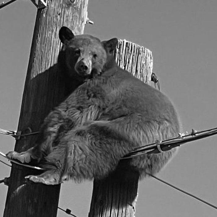 Black bear perched unusually on power lines and a wooden pole, a fascinating historical photo capturing a rare moment in nature.
